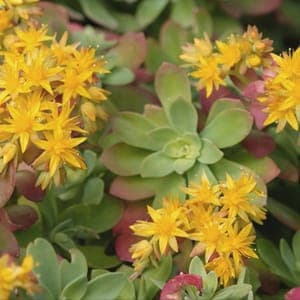 Sedum palmeri