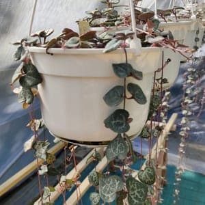 Ceropegia Woodii
