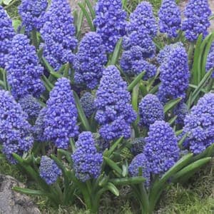 Muscari "blue spike"