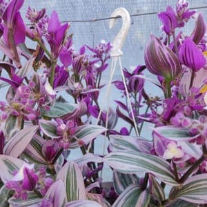 Tradescantia "zebrina"