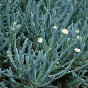 Senecio Serpens