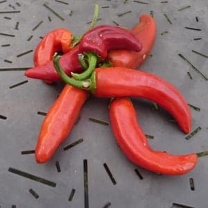 Piment Basque frais