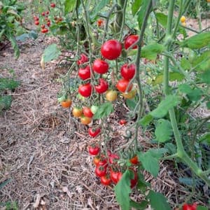 tomates cerise