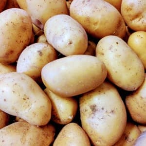 Pomme de terre Allians 