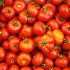 Tomates pour coulis
