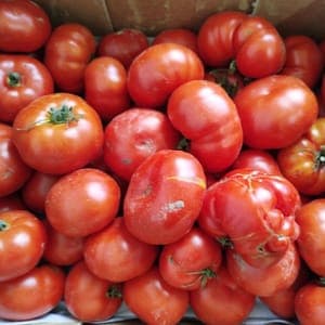 Tomate