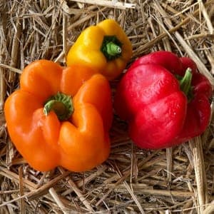 Poivron "Ramollos"