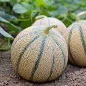 Melon bio