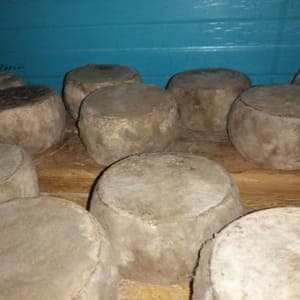  Jeune tomme nature 