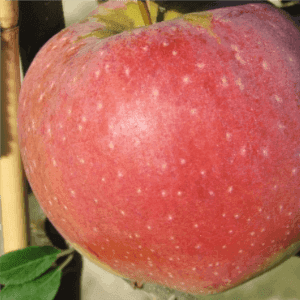 1Kg Pomme Florina 