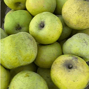 1Kg Pomme Reinette Clochard