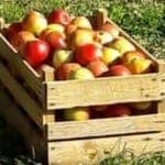 Cagette de pommes variétés anciennes 10kg