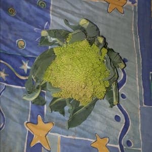 Chou romanesco pièce (environ 1kg)
