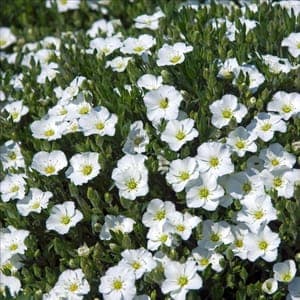 Plant de sabline des montagnes - arenaria montana