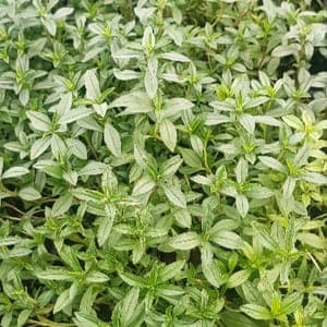 Plant de Sariette des montagnes - satureja Montana 