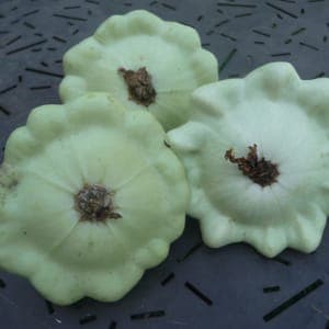Pâtisson blanc Mini