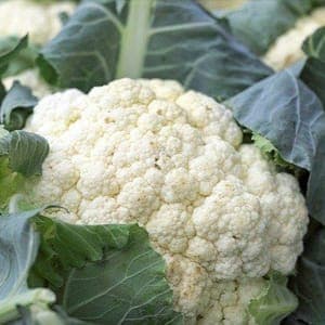 Chou fleur "Neckarperle"