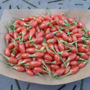 Baies de Goji fraîches