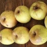 Pommes sainte germaine 
