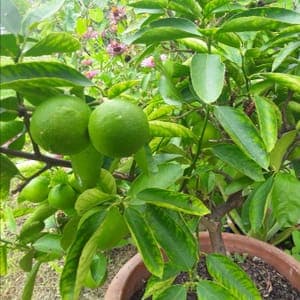 Citron vert