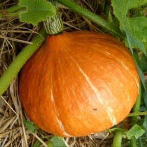 Potimarron
