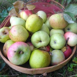 Pommes anciennes variétés 