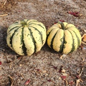 COURGES PATIDOUX