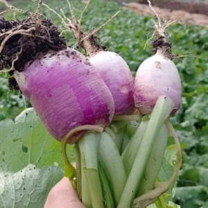 Navet violet ou boule d'or
