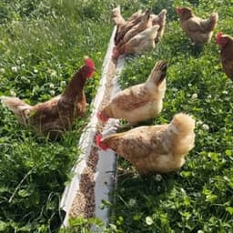 Ferme Plumes et Pis #3