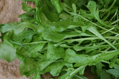 Roquette