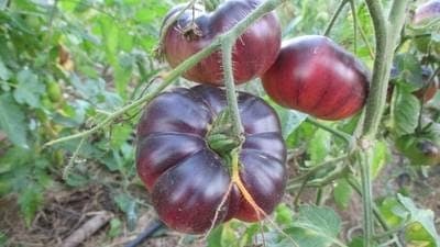 Plant de Tomate bleue 'Bleue indigo'