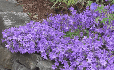 Campanule couvre sol, Campanula muralis