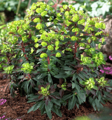 Euphorbe des bois, Euphorbia x `Efanthia'