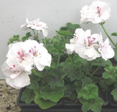 Géranium lierre fleurs doubles blanc pot 10.5cm
