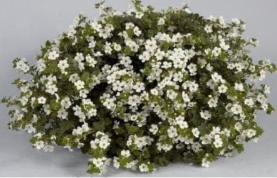 Bacopa retombant blanc  pot 10.5 cm