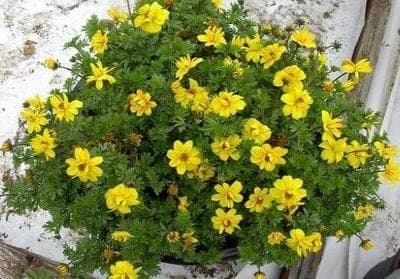 Bidens pot 10.5cm