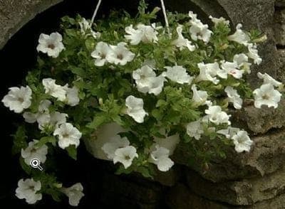 Pétunia retombant "surfinia" blanc pot 10.5cm