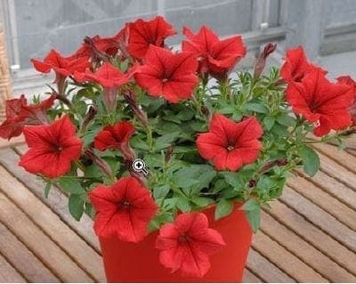 Pétunia retombant "surfinia" rouge pot 10.5cm