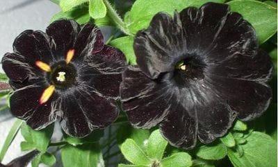 Pétunia retombant "crazytunia" noir  pot 10.5cm