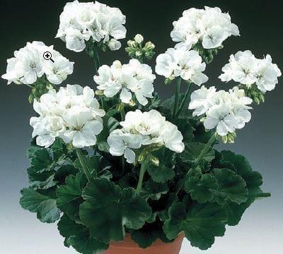 Géranium droit fleurs doubles blanc pot 12cm