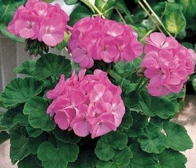 Géranium droit fleurs doubles rose pot 12cm