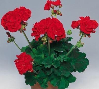 Géranium droit fleurs doubles rouge pot 12cm