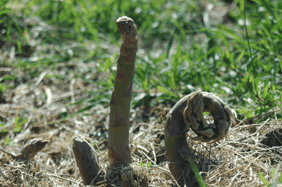 Asperge verte