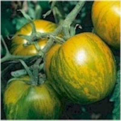 Plant de Tomate verte 'Green Zebra'