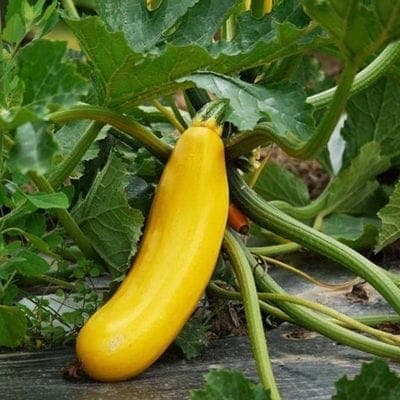 Courgette Jaune, variété population