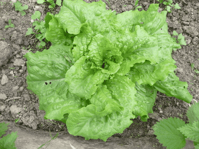 Salade Chou de Naples