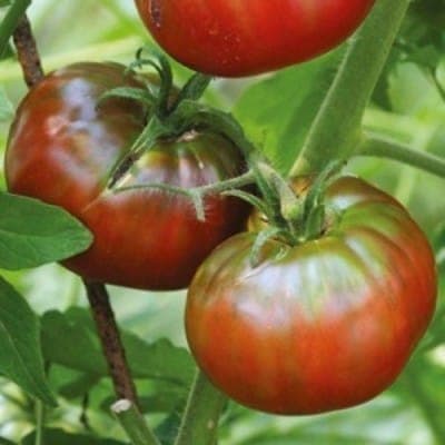 Plant Tomate Noire de Crimée