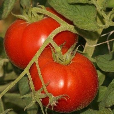 Tomate Saint Pierre