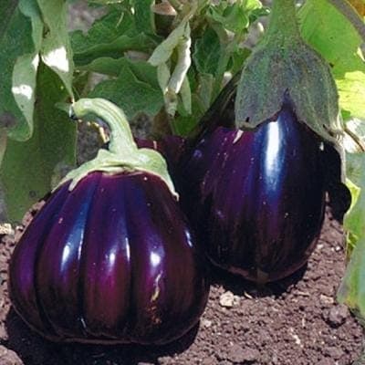 Aubergine Black Beauty