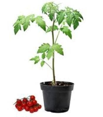 Plants de tomates cerises bio